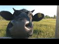 Velobrauciens Bolderājas promenādē: BUĻĻUPES BULLĒNS - MŪZIKAS KOLEKCIJA