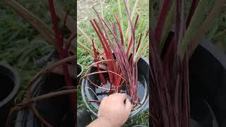 colocasia ตัดสด ปลูกอย่างไรให้รอด แนะนำวิธีการปลูกไม้ตัดสด วัสดุปลูก การบำรุงรักษา ไม้ตัดสด