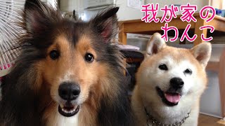 【柴犬】我が家のわんこ【シェルティ】