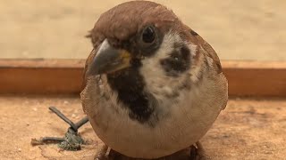 エサ台が空で不満なスズメ・今日のベランダ20201015