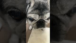 Pug  Maria.7:01