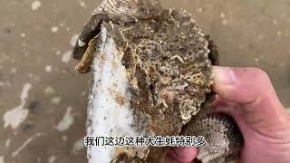 小斗赶海抓到活墨鱼，还挖到手掌大的蛏王，海玉米捡到不想捡