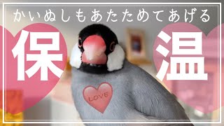 【文鳥の冬支度・保温アイテム5個紹介】小鳥のお世話Vlog