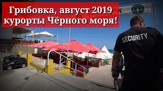 Грибовка, обзор 2019 август.