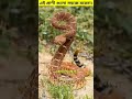 এই প্রাণী গুলো সহজে মরেনা। 😳 shorts​ animals