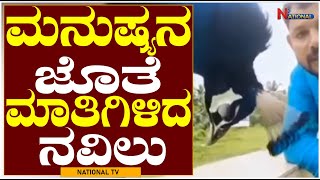 Peacock Communicating with Humans | ಅಪರೂಪದಲ್ಲಿ ಅಪರೂಪದ ವಿಡಿಯೋ | National TV