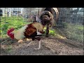 beautiful birds pumpkin farm frank brizuela california farm visit