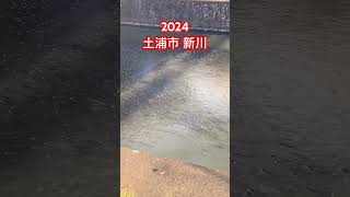 2024年3月4日　土浦市 新川　ボラの大群