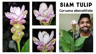 Siam Tulips Or Curcuma alismatiflora | Best Tropical Alternative For Tulips | Nandanam Exotics