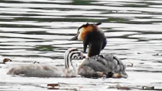 親子の幸せな時間～カンムリカイツブリの子育て③ 字幕付き　 great crested  grebe