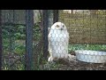 電池入りのフクロウ in 旭山動物園