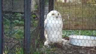 電池入りのフクロウ in 旭山動物園