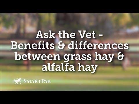 Why is timothy grass good for horses?
