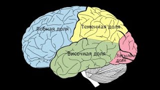 тренировать префронтальную кору лобных долей координатора лимбической системы