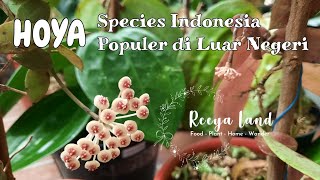 22 Jenis Hoya Species Kalimantan | 22 Hoya Borneo Species