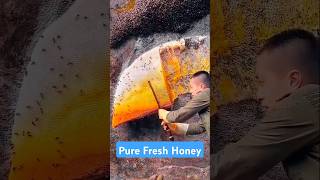 Extreme Honeycomb harvesting 🍯| Harvesting honey from beehive EP222 #trending #shorts #satisfying