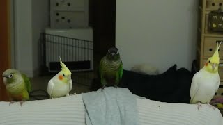 【ゆる】ウロコインコとオカメインコ☆Cockatie Green-cheeked parakeet  Pyrrhura molinae