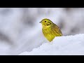 The song of the Yellowhammer - Bird Sounds to recognize the Yellowhammer | 10 Hours