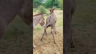 Donkeys in forest|#foryou #trendingshorts #animals