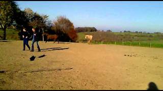 Paard in Nood: Elkenrade eerste indruk verwaarloosde paarden