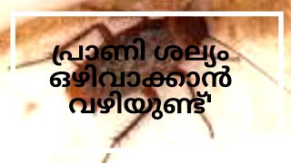 പ്രാണി ശല്യം ഉണ്ടെങ്കിൽ ഇതാ tips👍