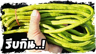 กินถัวฝักยาวบ่อยๆ..ดูไว้ | Nava DIY