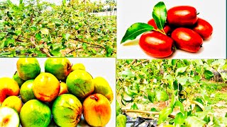 பெரிய இலந்தை வளர்ப்பு மற்றும் பராமரிக்கும் முறை | Apple Ber Jujube farming and maintanance