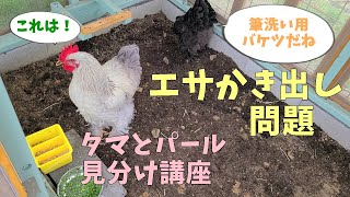 エサかき出し防止対策エサ箱＆タマとパールの違い