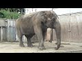 2020.8.28 宇都宮動物園☆象の宮子ちゃん_04