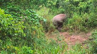 Wild Elephant Attack 😲 අලි වලියක් #elephant #elephannature #wildanimalattack