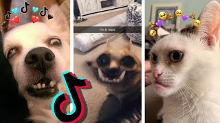 😂 Dogs and Cats on TikTok #51😹 - Animal Videos: TikTok Funny Dogs and Cats Compilation 2020