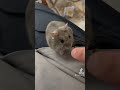 この子に噛まれた事無いんです ハムスター hamster ハムスターのいる生活 かわいい 日常 小動物