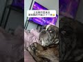 狗：你是在怀疑我吗？🤨🤨🤨 狗狗的心思都写在脸上了 蠢萌法斗 虎斑色法斗 法斗日常 法斗 法国斗牛犬