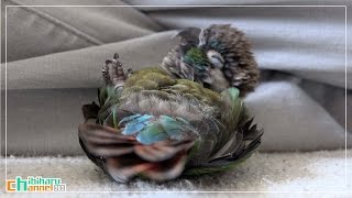 ウロコインコ：チビ 【リラックス～】 Conure: Bird Relax