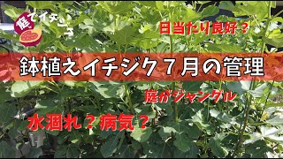 【イチジク】鉢植えいちじくの7月の管理。美味しい実を収穫するための管理。