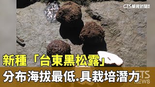 新種「台東黑松露」　分布海拔最低.具栽培潛力｜華視新聞 20230705