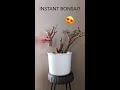 Jade Plant Bonsai from Cuttings (drastic) #shorts