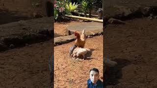 tutorial menangkap ayam #tutorial #menangkapayam