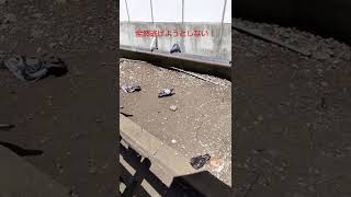 警戒感ない鳩 #鳩 #pigeons #shorts