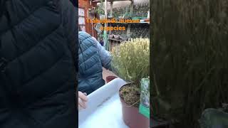 ❎ De vivero A Bonsai DIOSMA #bonsai #diosma