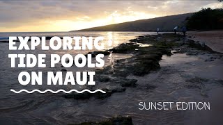 Exploring Tide Pools with a Marine Biologist in Hawaii || Sunset Edition
