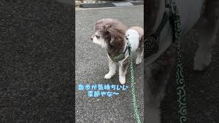 【チワプー】散歩中黄昏る小鉄ですが・・・！ #チワプー #チワワ #トイプードル #犬 #犬のいる暮らし #チワプーの小鉄 #犬のいる生活