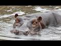 LIVE at the waterhole - 02 June 2026
