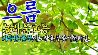 ☞으름의 놀라운 효능【비타민C풍부,부종개선,혈관건강,이뇨작용을 도와주는 으름~!】