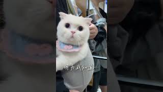 【大战柴柯夫斯基】斯基小宝贝好可爱 #catshorts #cat #cute  | Meooo Super #meooosuper #reverser