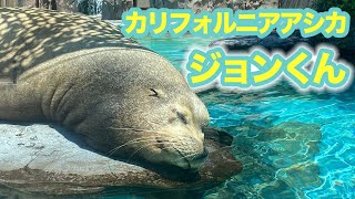 【カリフォルニアアシカ ジョン＆カコ】上野動物園