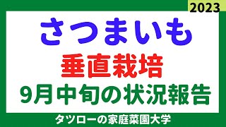 さつまいも垂直栽培　9月中旬の生育状況報告　家庭菜園