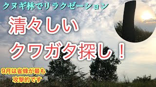 クワガタが恋しくなったからクヌギ林に行ってクワガタ探しして来ました😊相変わらずココのクヌギ林は最高です👍落ち着きます☺️さてさて　クワガタは居るのか⁉️【クワガタ採集者】