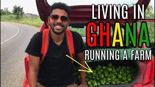 LIVING IN GHANA | RUNNING A 10 ACRE FARM GROWING FRUIT & VEG AS A BUSINESS | Agriculture