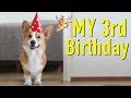 DOG'S BEST BIRTHDAY - Topi the Corgi